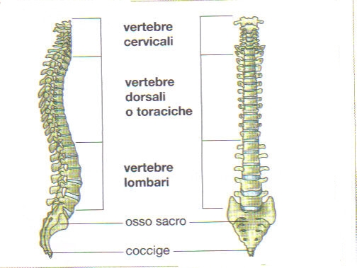 immagini colonna vertebrale